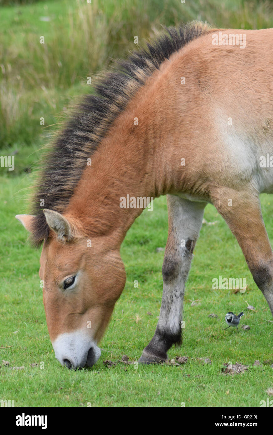 Cavallo di Przewalski - Pascolo Foto Stock