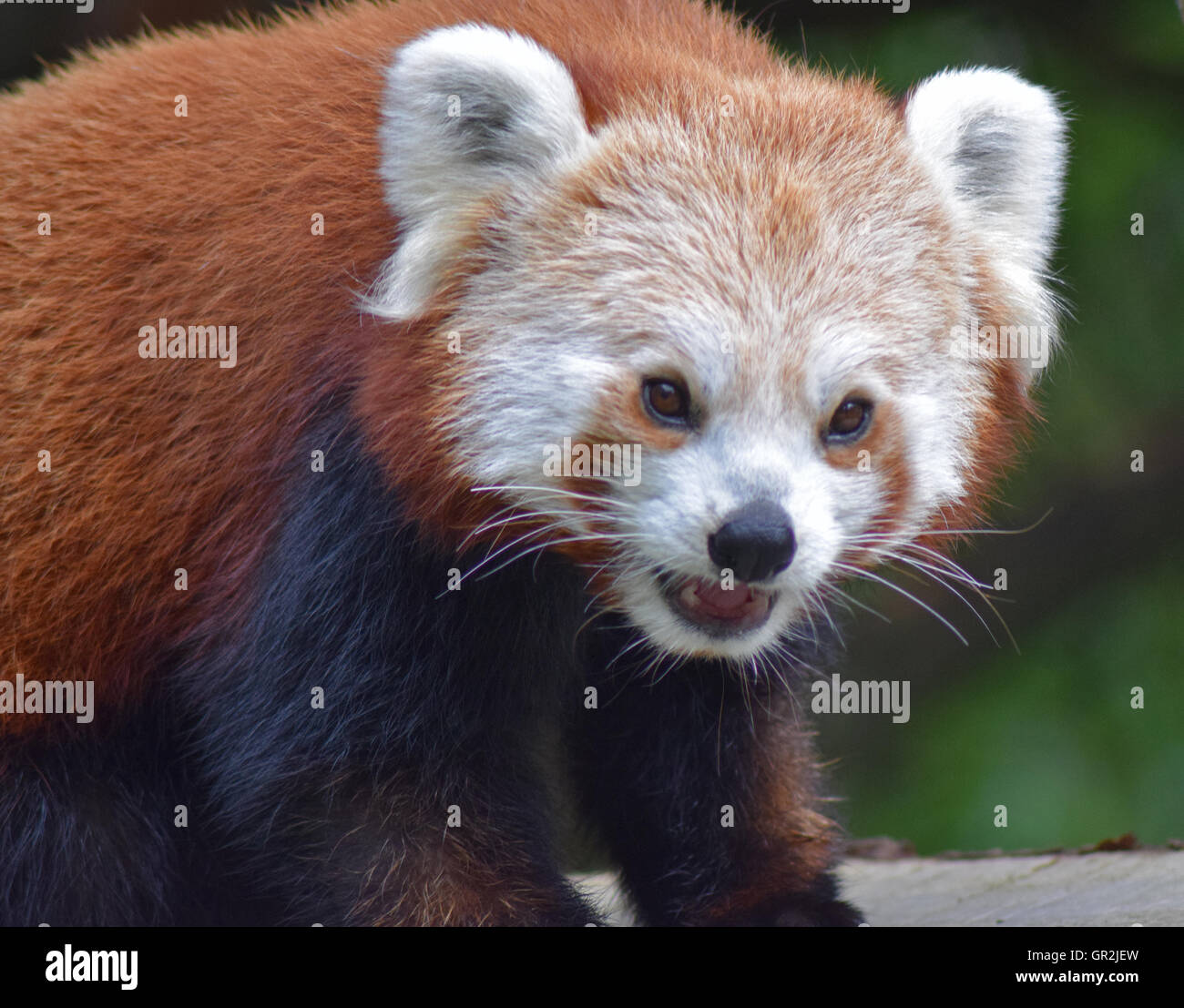 Panda rosso - Highland Wildlife Park Foto Stock
