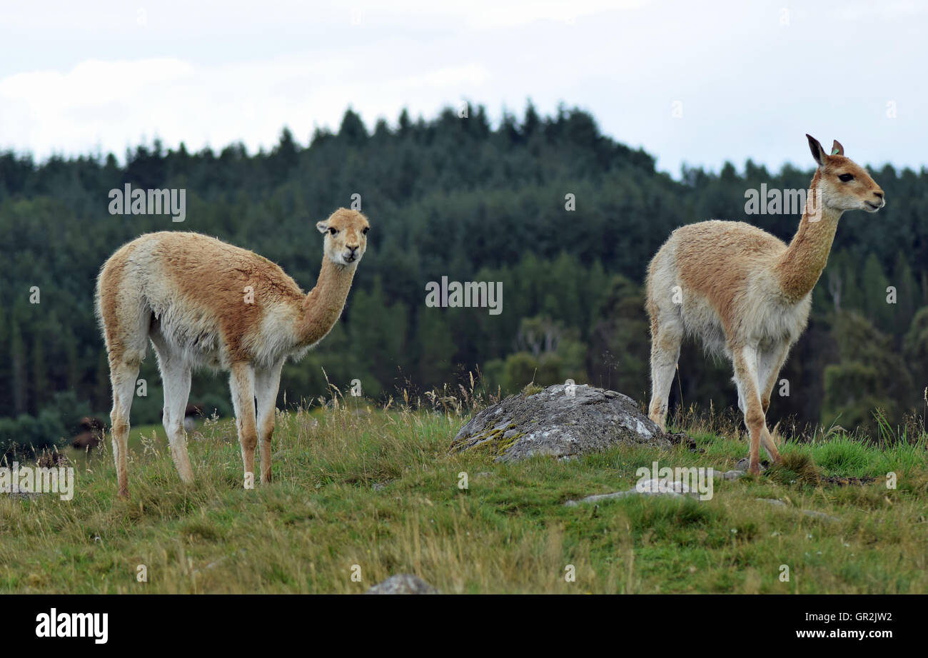 Vicunas sulla collina - Highland Wildlife Park Foto Stock