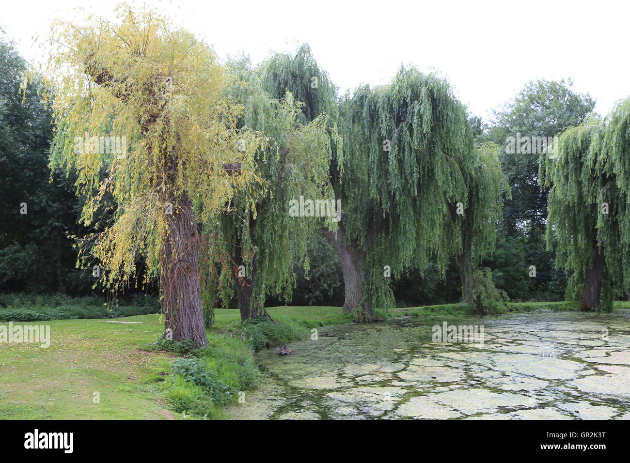 Gli alberi di salice accanto al lago di Bourne Lincolnshire Foto Stock