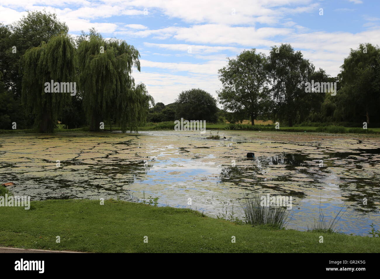 Il lago con gli alberi di salice Bourne Lincolnshire UK Foto Stock
