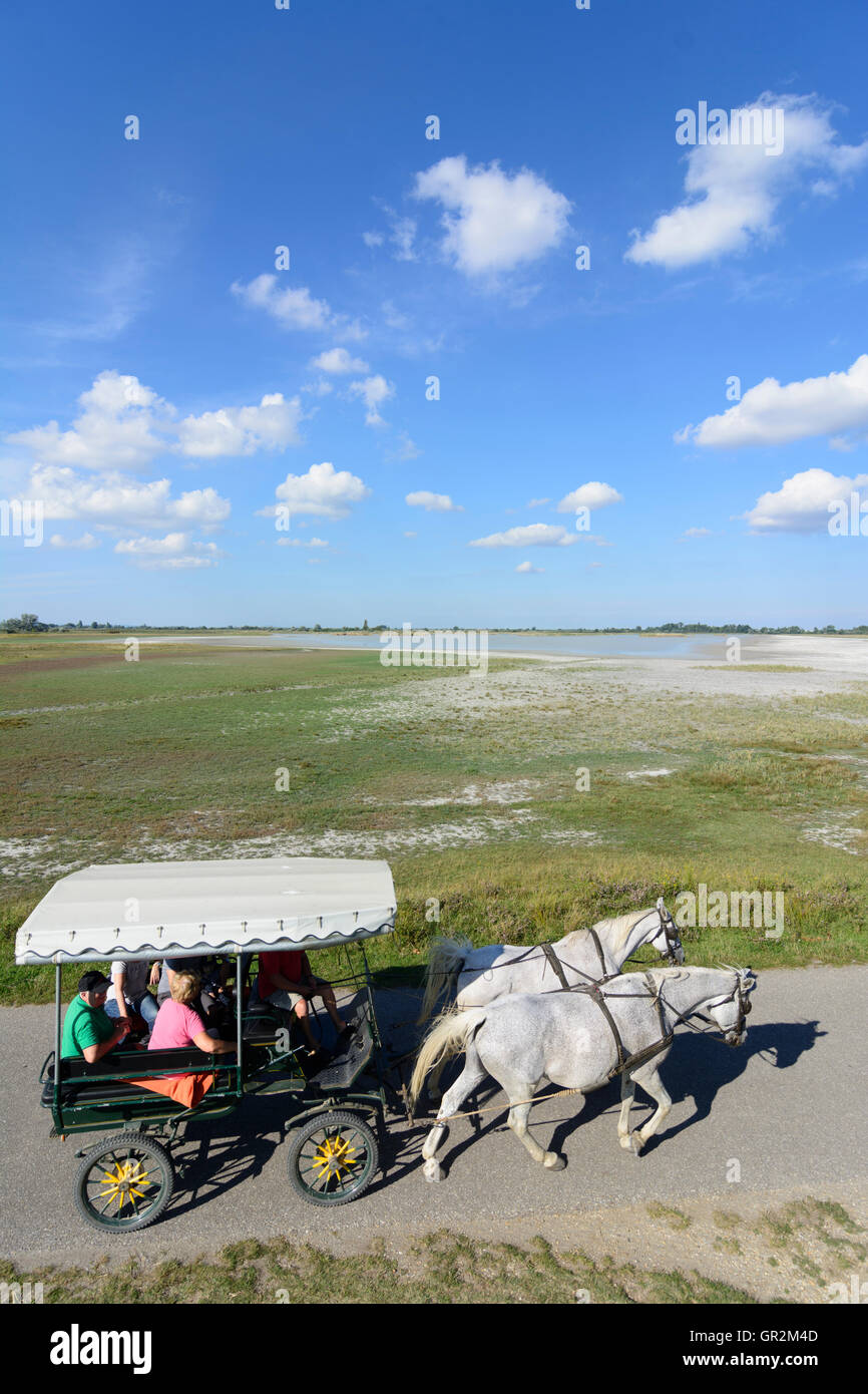 Illmitz: piccolo lago di acqua salata Zicklacke, cavallo carrello, persone, Austria, Burgenland, parco nazionale Neusiedler See (lago di Neusiedl) Foto Stock