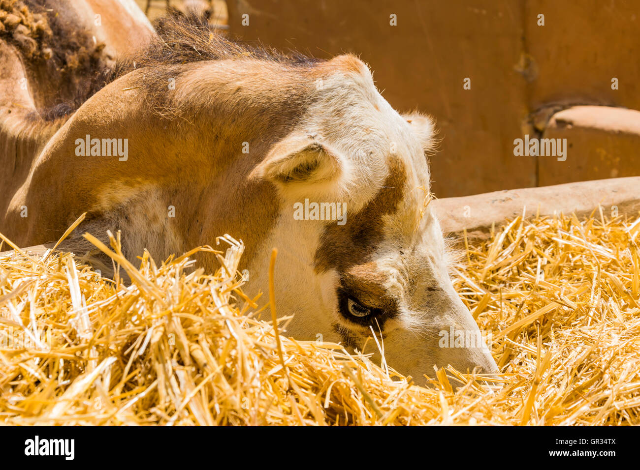 La faccia di un cammello di mangiare alcuni fieno. Foto Stock