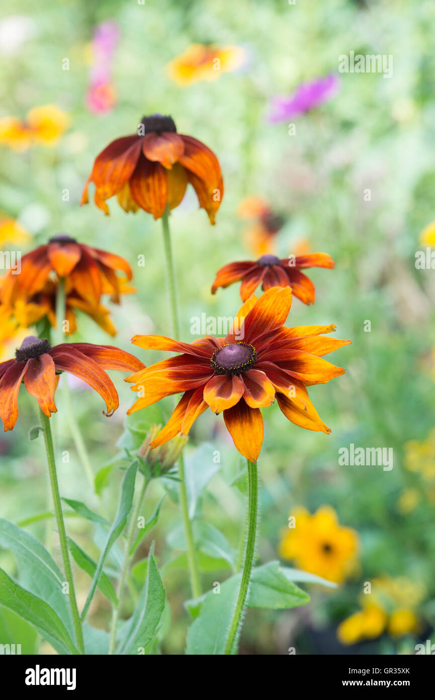 Rudbeckia cappuccino. Coneflowers in un giardino inglese Foto Stock