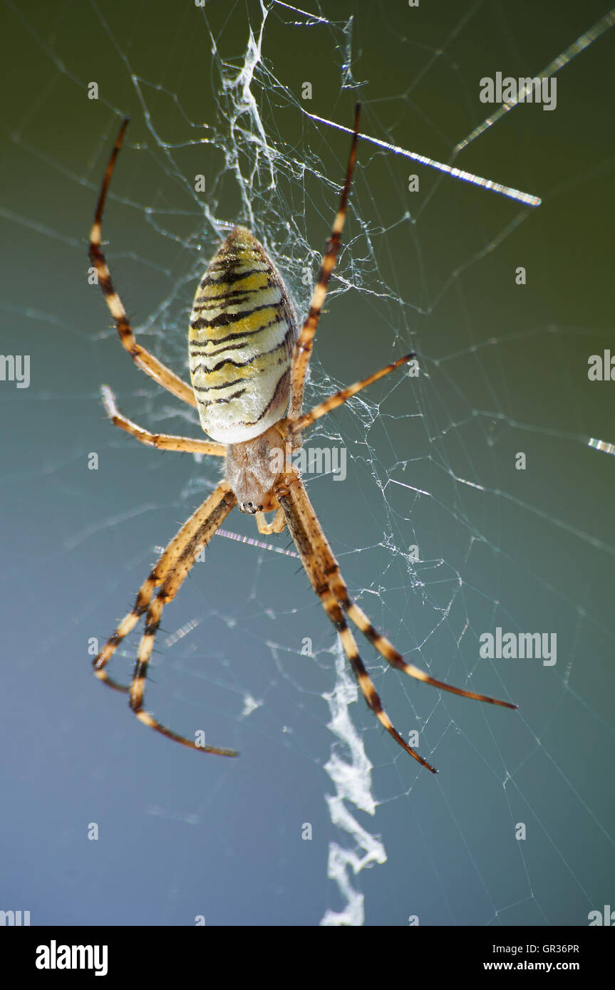 Ingrandimento della fotografia di striped wasp spider sul web Foto Stock