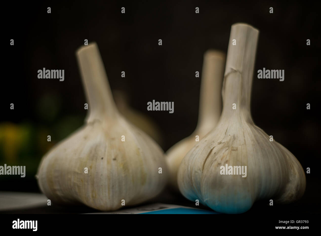 Bulbi di aglio, best in show Foto Stock