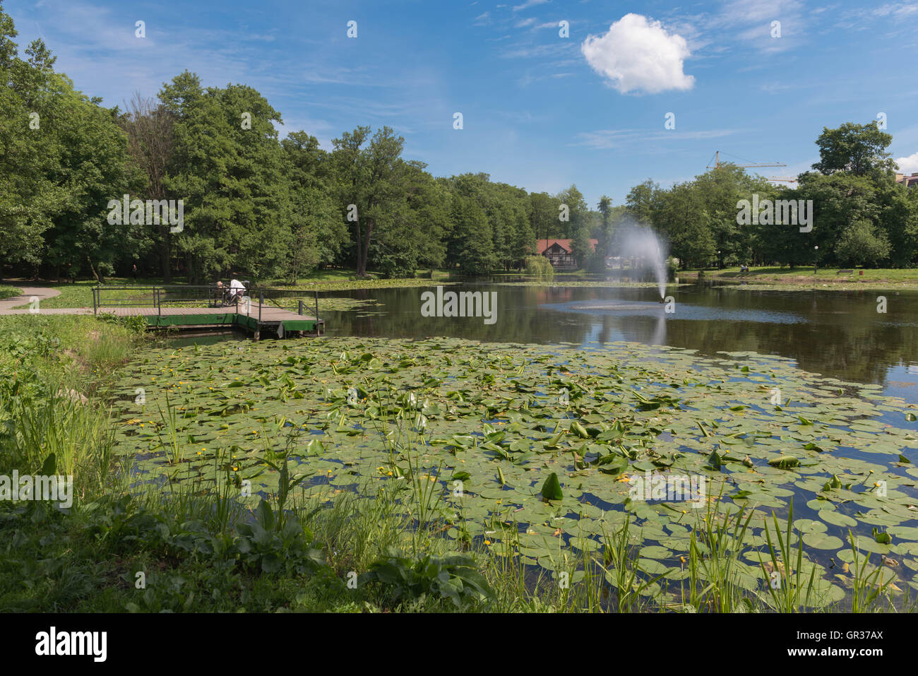 Un piccolo lago con ninfee nel parco della città di Zelenogradsk, ex Cranz, la regione di Kaliningrad, Russia, Foto Stock