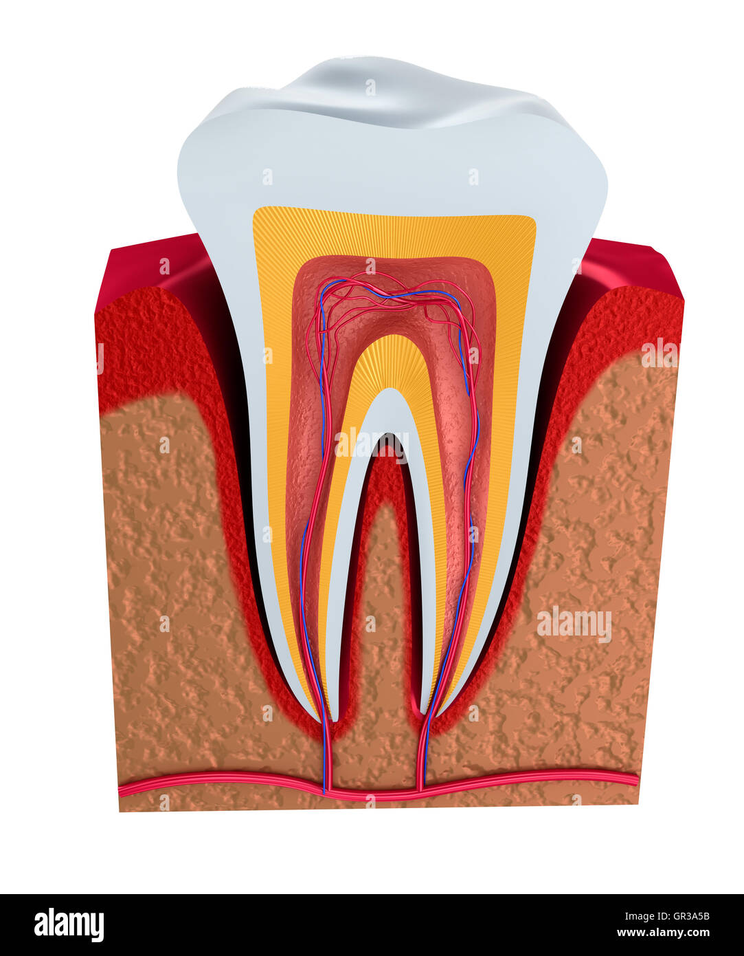 Illustrazione Digitale di denti sezione trasversale in background isolato Foto Stock