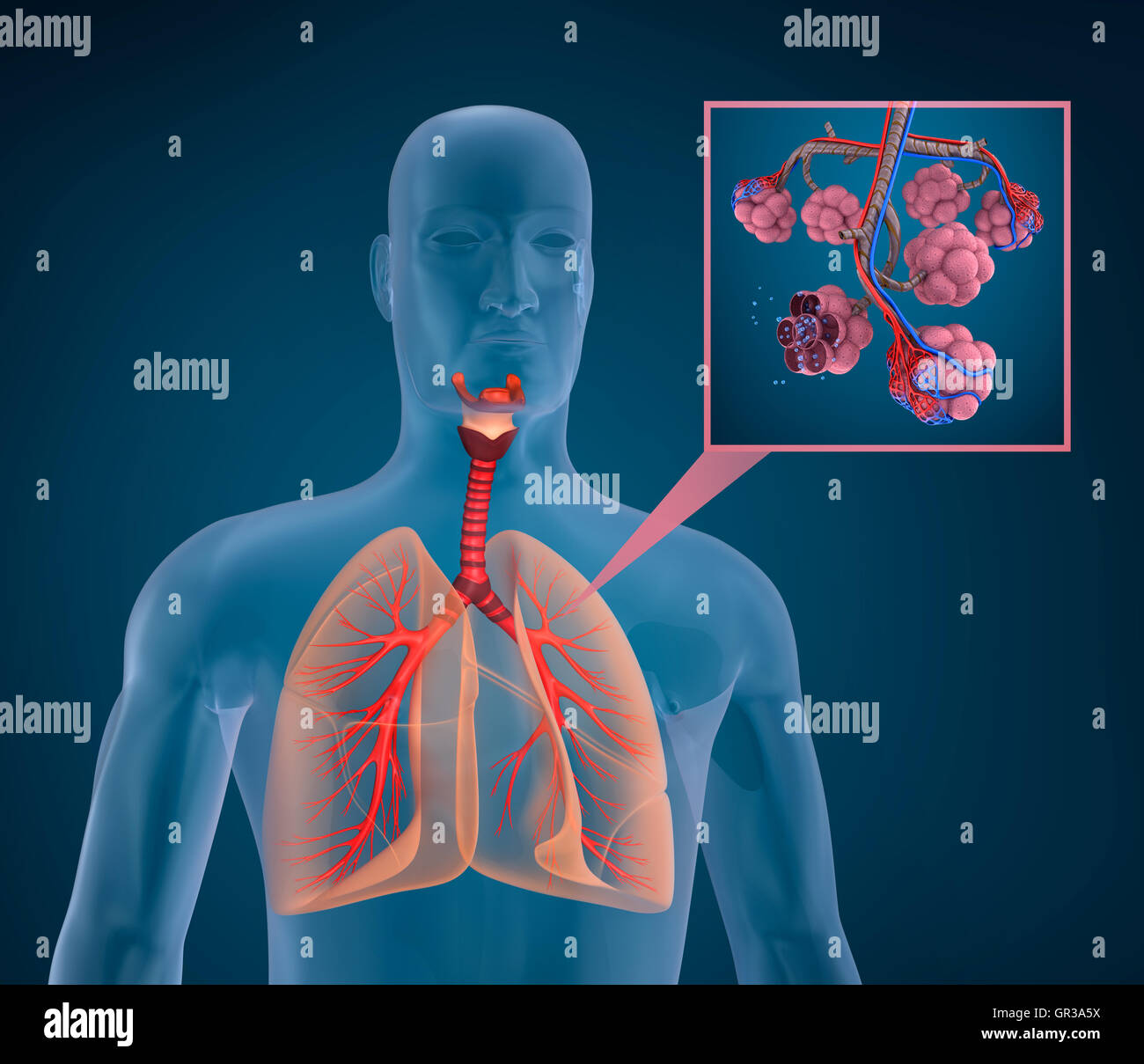 Anatomia umana del sistema respiratorio - sangue saturando con ossigeno Foto Stock