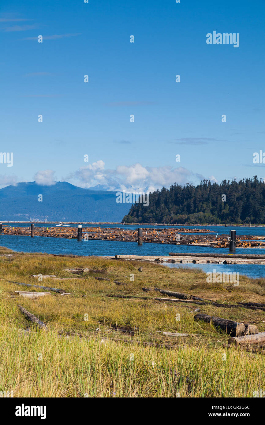 Bracci di Log fluttuante nel braccio nord del fiume Fraser come visto dal parco di Iona, Vancouver Foto Stock