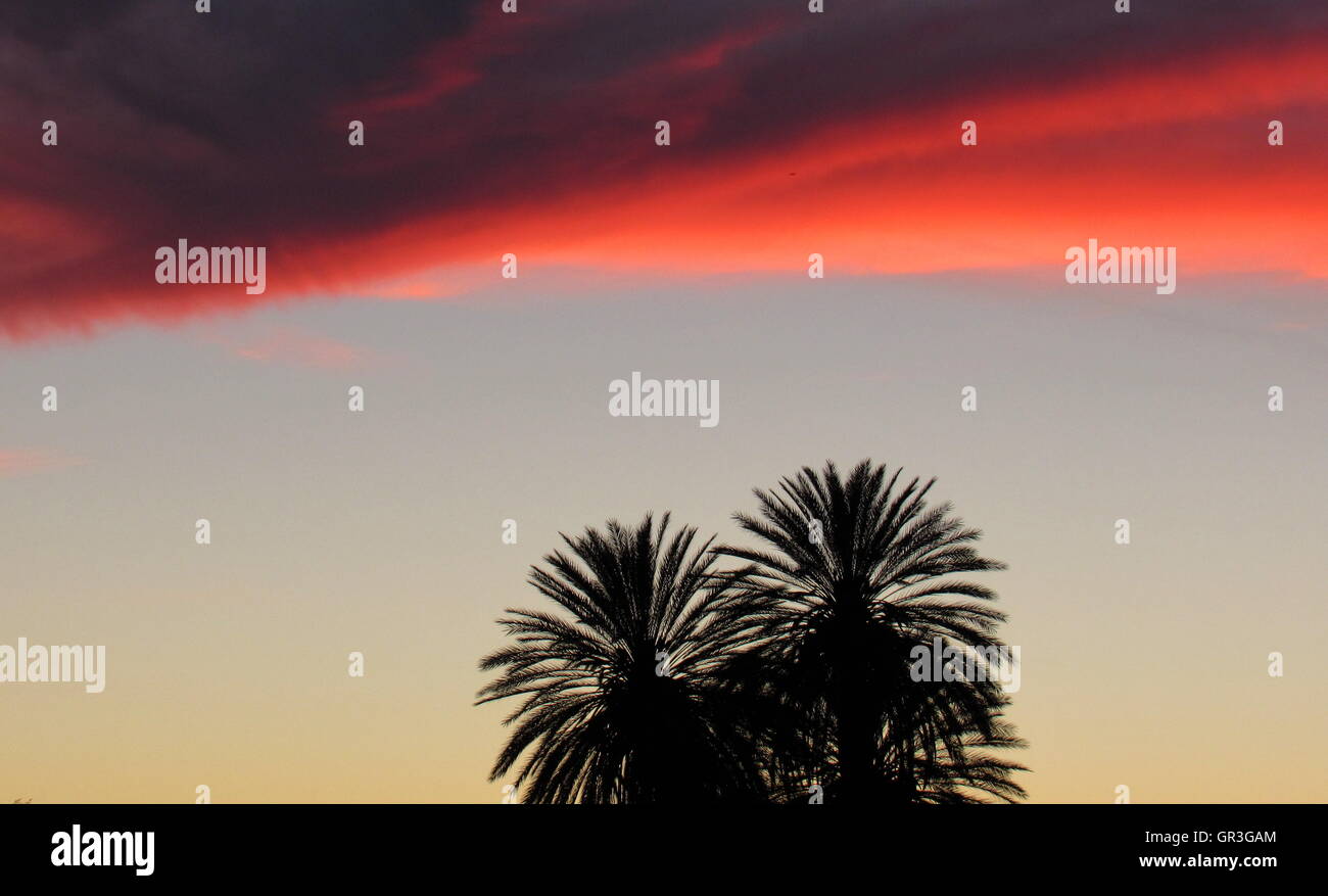 Palme da dattero nel tramonto con rosa striato sentieri cloud Foto Stock