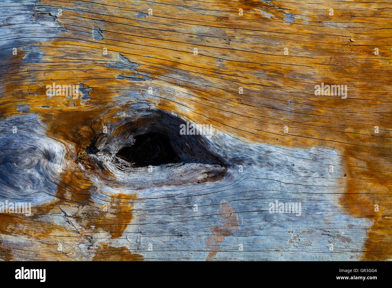 Abstract di una funzione su una weathered driftwood log su di una spiaggia Foto Stock