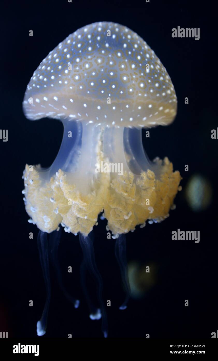 Una specie di meduse noto come la campana galleggiante, Australian spotted meduse o il white-spotted meduse. Foto Stock