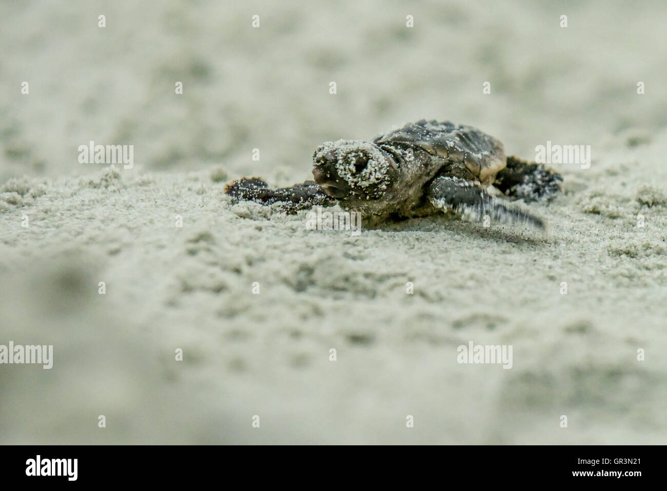 Baby tartaruga caretta cova - Caretta caretta | North Carolina - Sunset Beach | in via di estinzione giovani tartarughe in salita verso l'oceano attraverso la sabbia Foto Stock