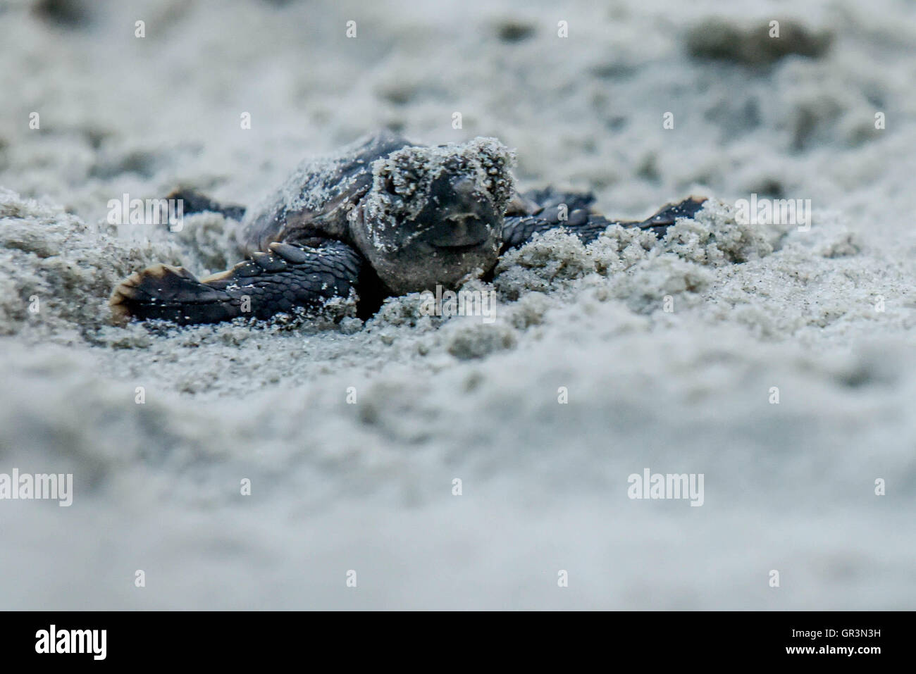 Baby tartaruga caretta cova - Caretta caretta | North Carolina - Sunset Beach | in via di estinzione giovani tartarughe in salita verso l'oceano attraverso la sabbia Foto Stock