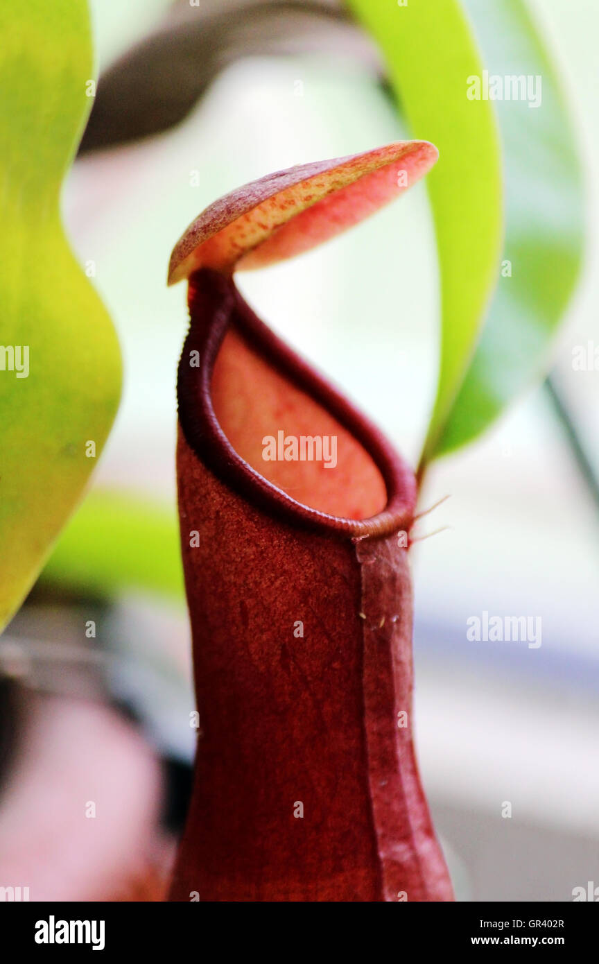 Piante insettivore Nepenthes Ampullaria close up Foto Stock