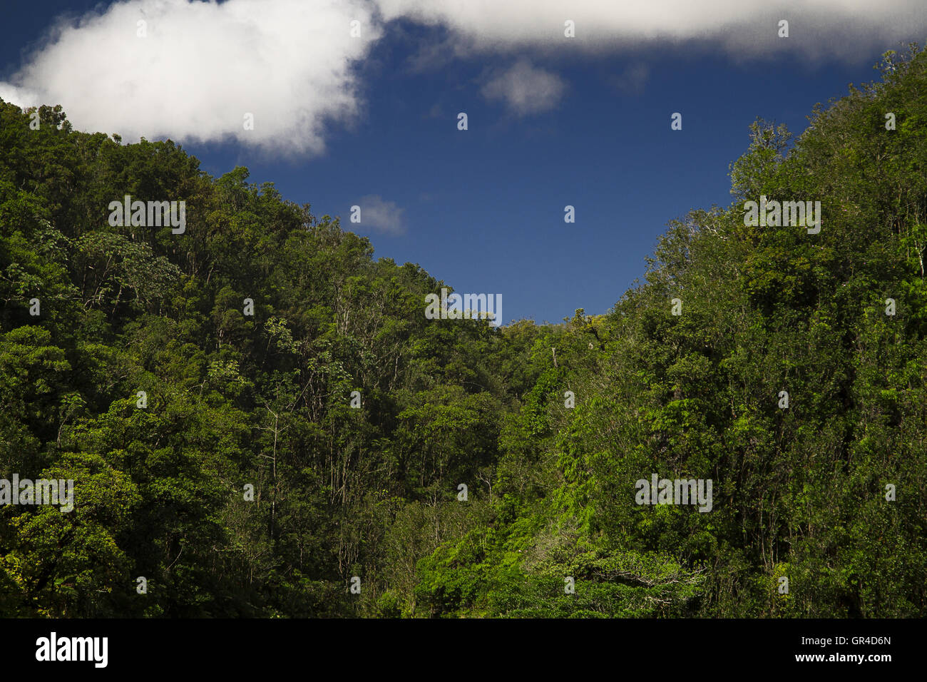 Giungla a cielo Foto Stock