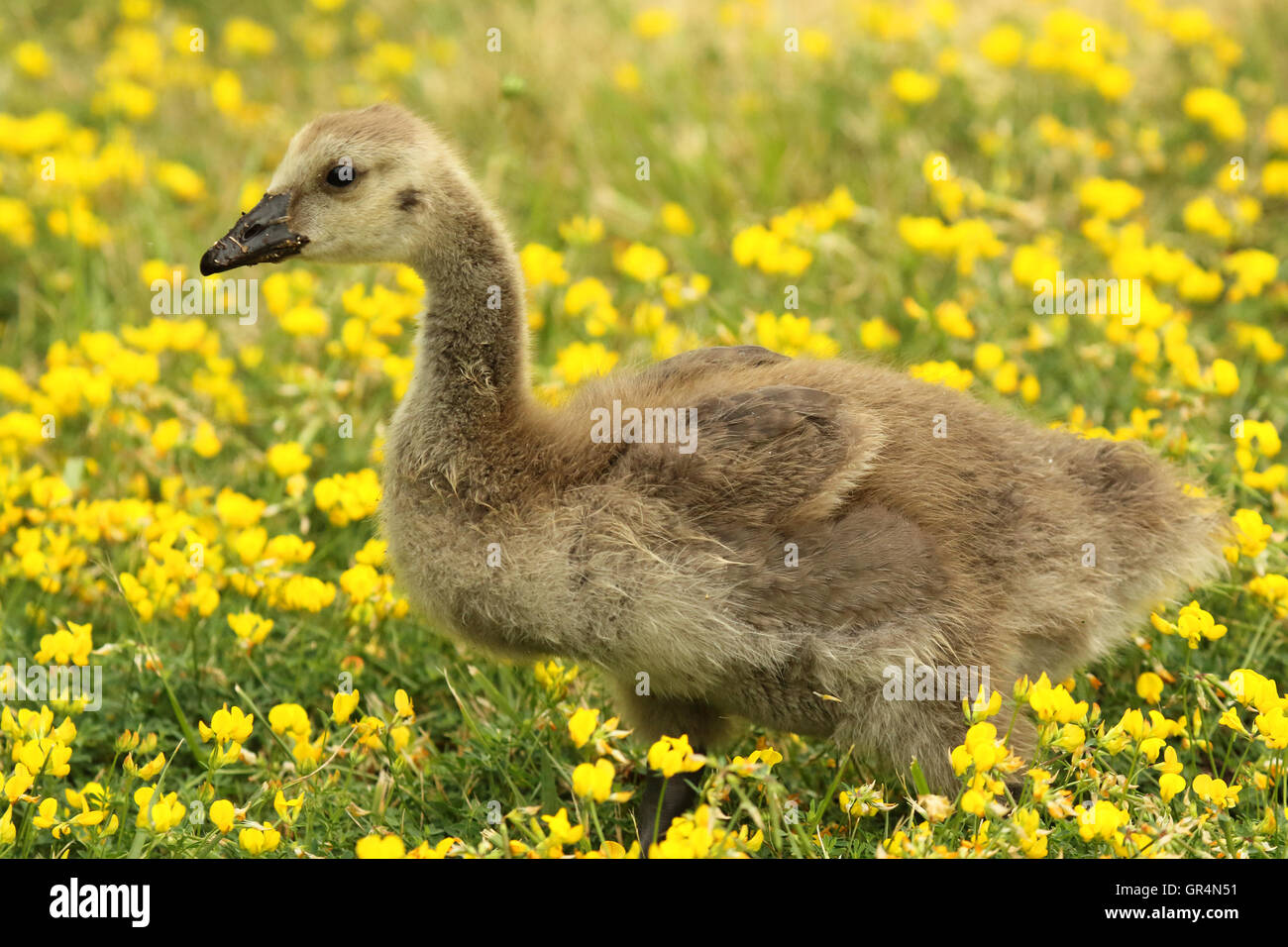 canada goose 2018 GIALLO canada goose 2018 GIALLO