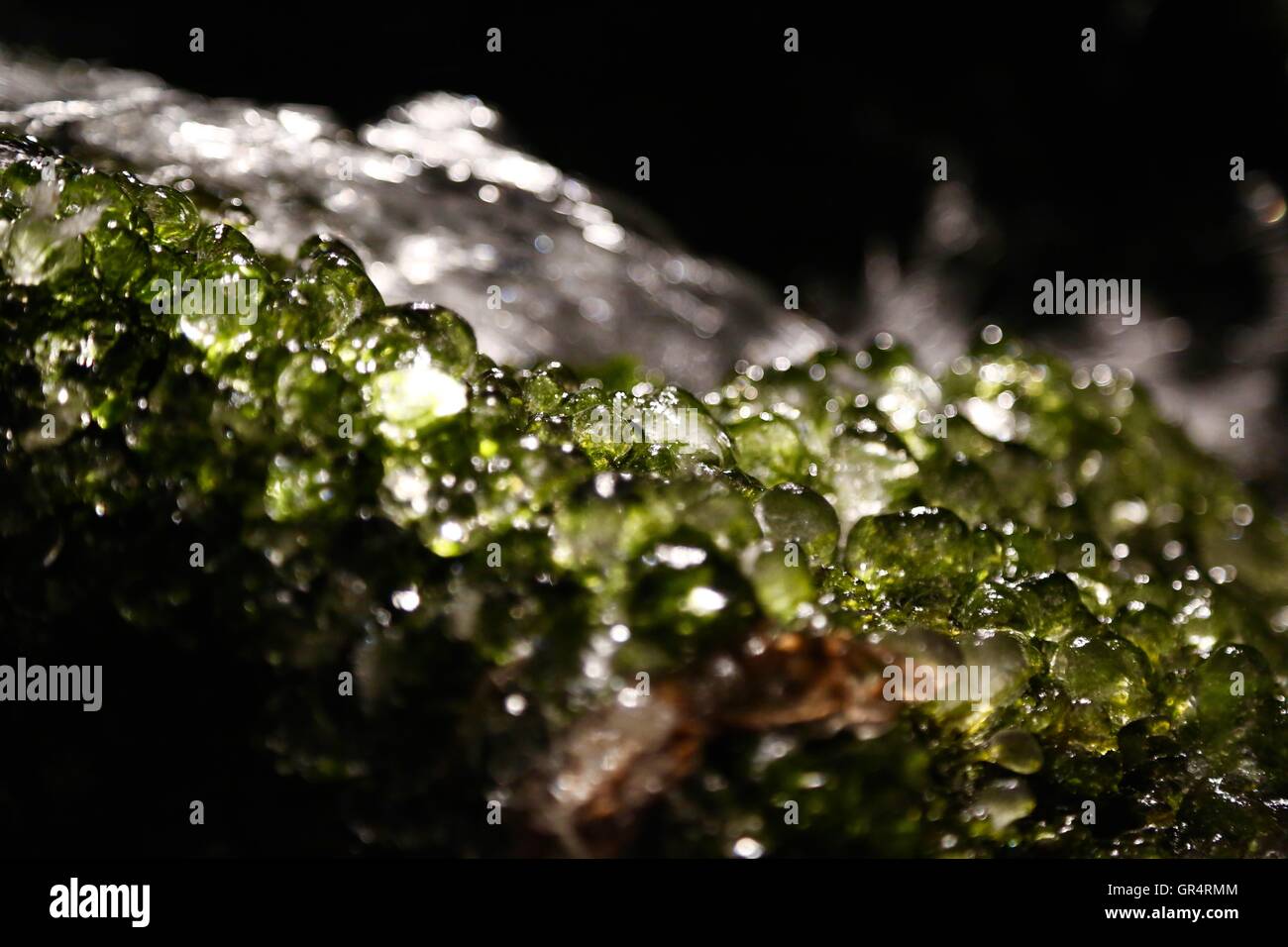 Le gocce congelate di acqua raccolta su una patch di muschio per creare un ambiente fresco, effetto di ghiaia. Foto Stock