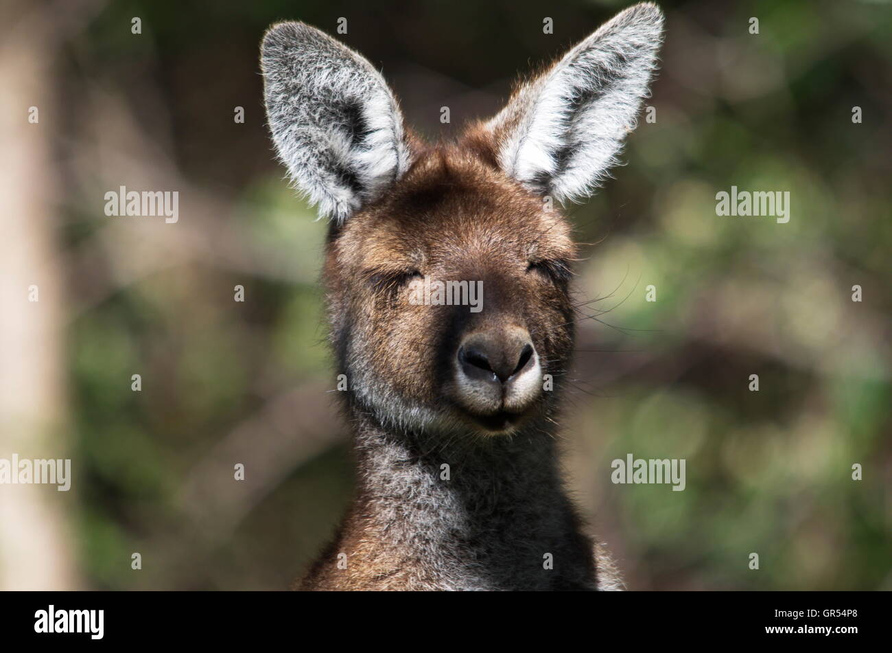 Giovani Kangaroo in un parco nazionale in piedi con gli occhi chiusi. Foto Stock