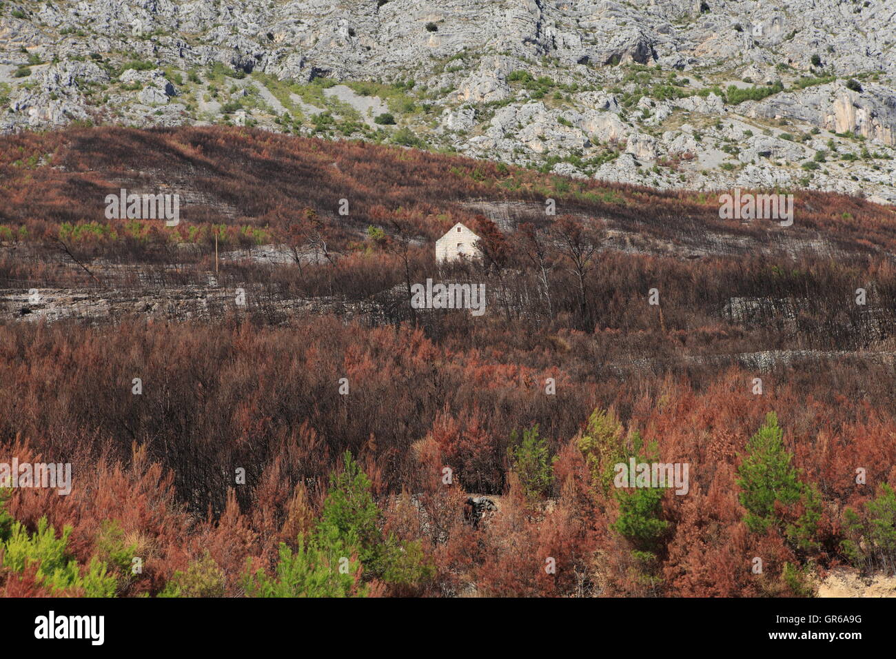 Incendio di foresta, Lokva Rogoznica, Croazia, Dalmatien, Europa Foto Stock