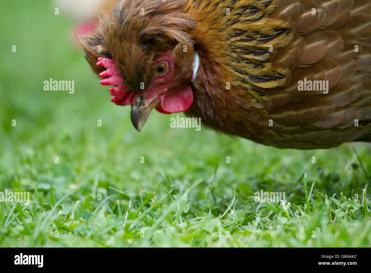 Il pollo è raccolta in Prato Foto Stock