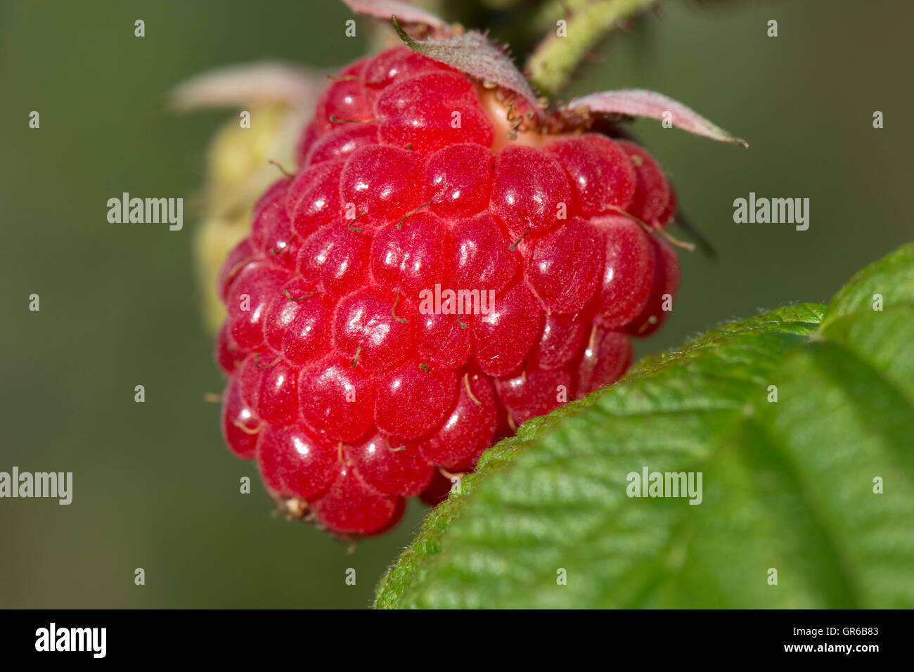 Ripe rosso lampone frutto sulla boccola in tarda estate, Agosto Foto Stock