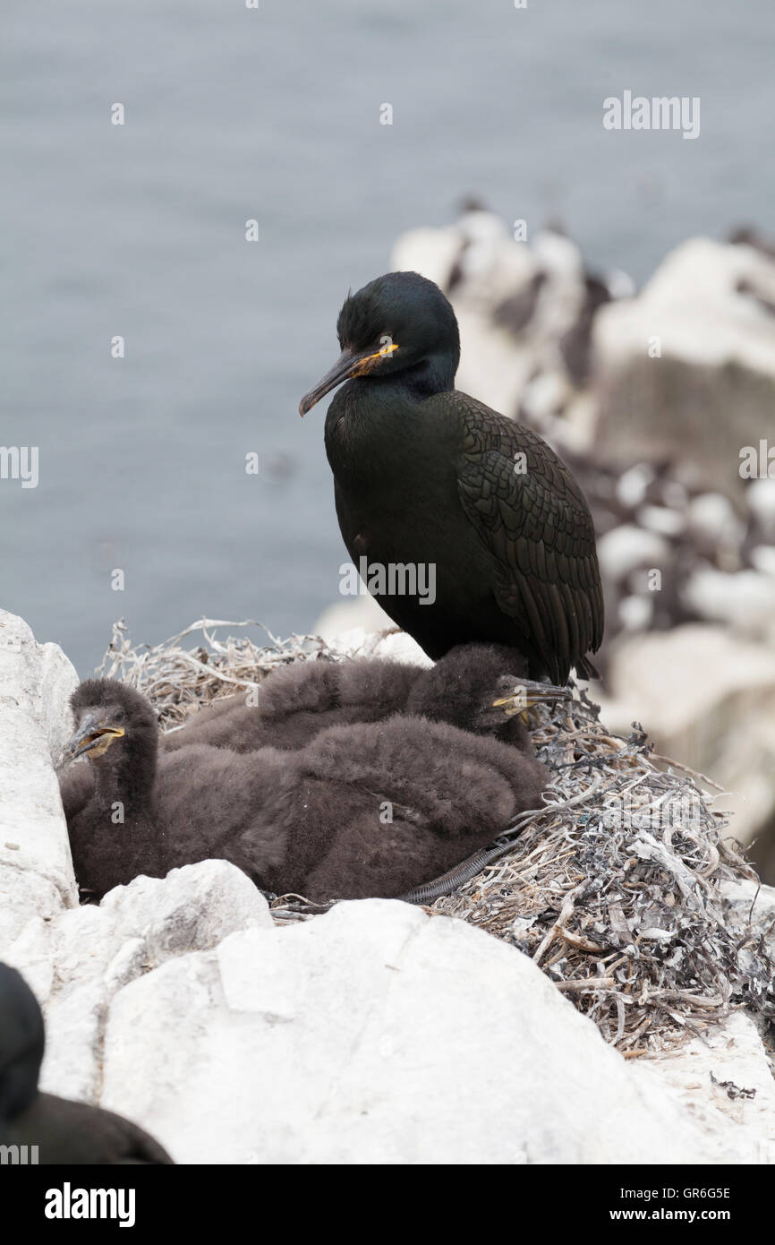 Marangone dal ciuffo e due pulcini sul nido a farne le isole Northumberland England Regno Unito Phalacrocorax aristotelis Foto Stock