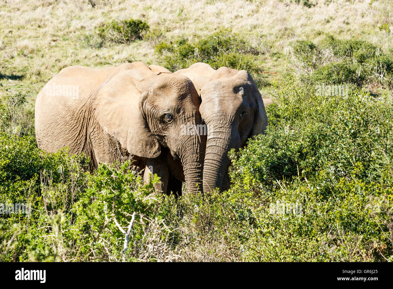 In amore maschio e femmina - bush africano Elefante è la più grande delle due specie di elefanti africani. Sia l'IT e l'Africa Foto Stock