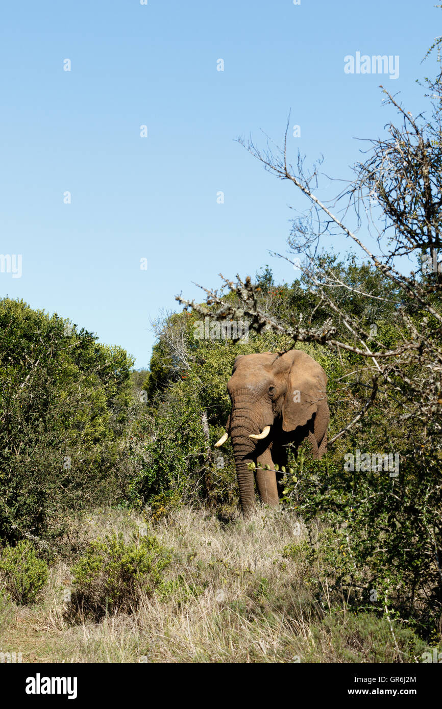 Io sono il boss - bush africano Elefante è la più grande delle due specie di elefanti africani. Sia questa sia la foresta africana e Foto Stock