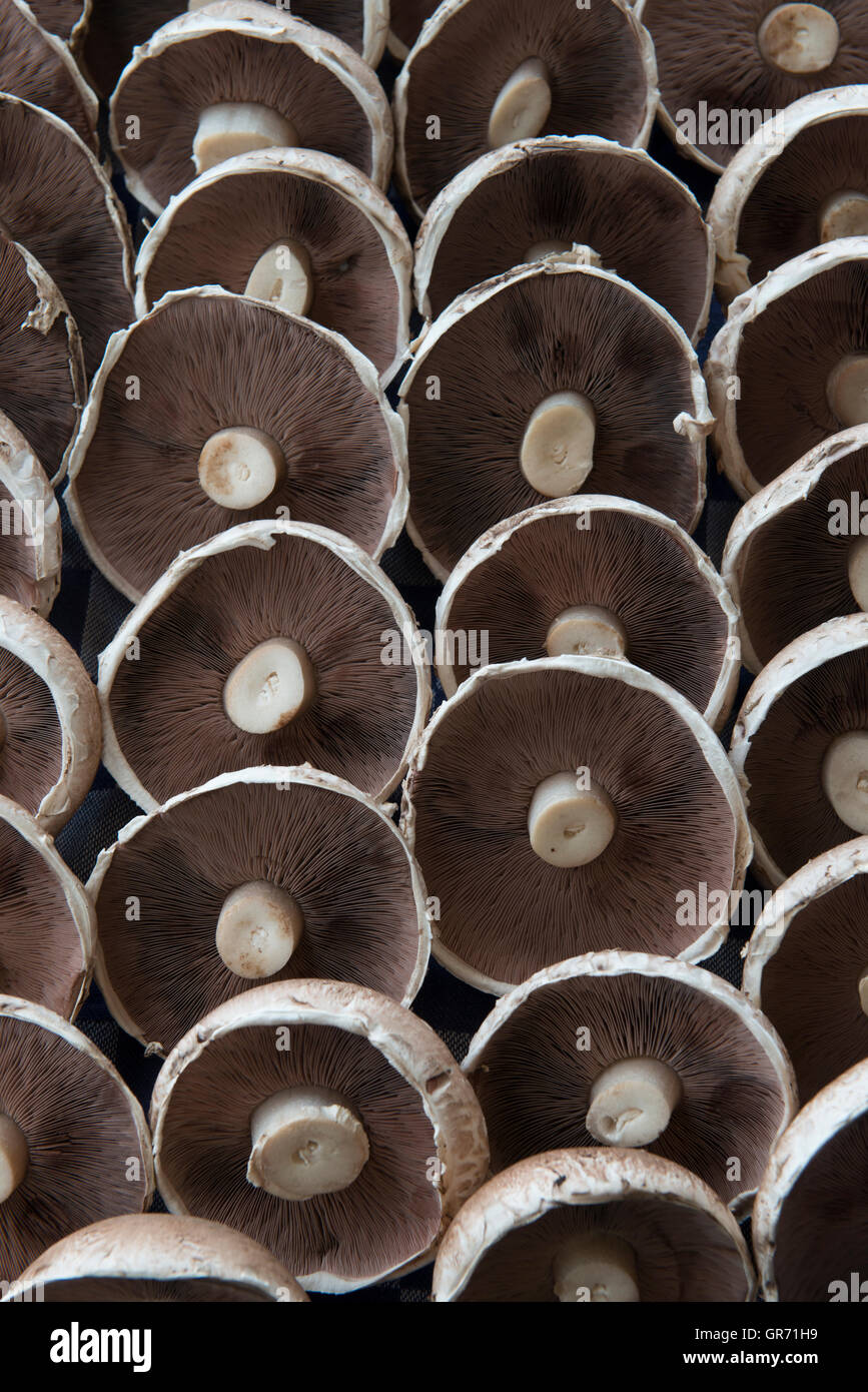 Funghi commestibili (lato inferiore) visualizzato in un mercato booth, Amersfoort, Paesi Bassi Foto Stock