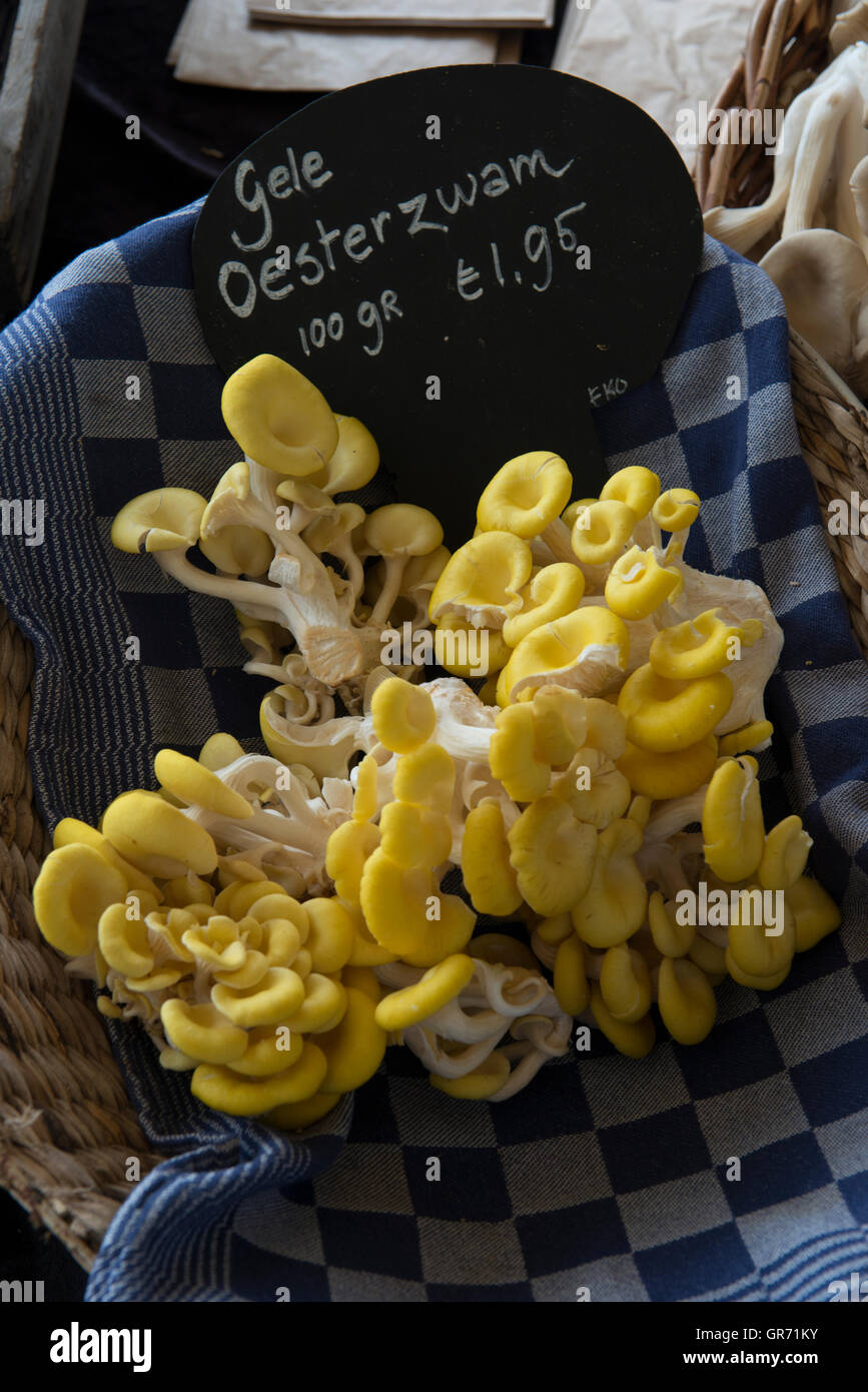 Golden funghi Oyster, Pleurotus citrinopileatus, visualizzato in un mercato booth, Amersfoort, Paesi Bassi Foto Stock