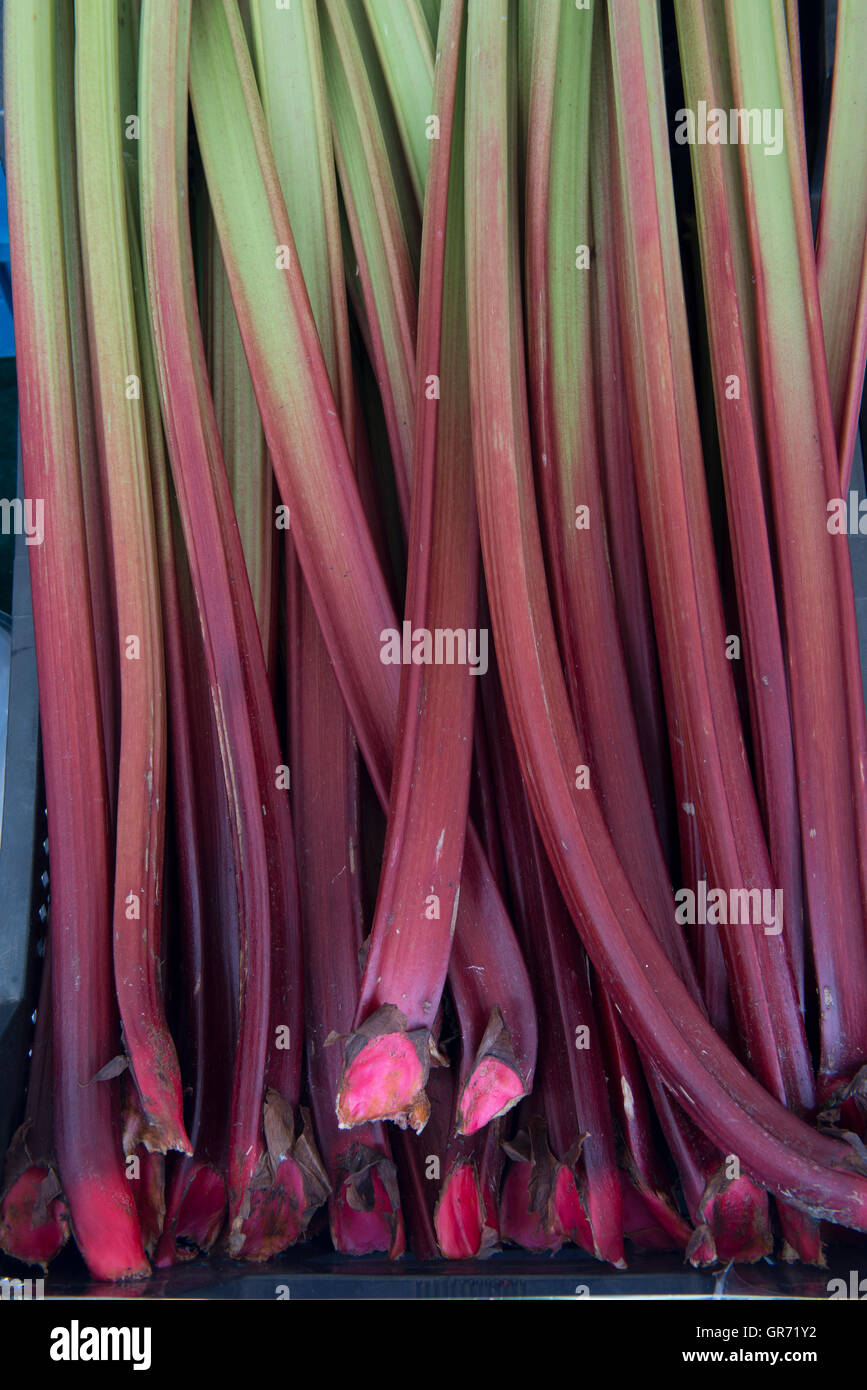 Fresche, rhubarbs Rheum rhabarbarum, in un mercato in Amersfoort, Paesi Bassi Foto Stock