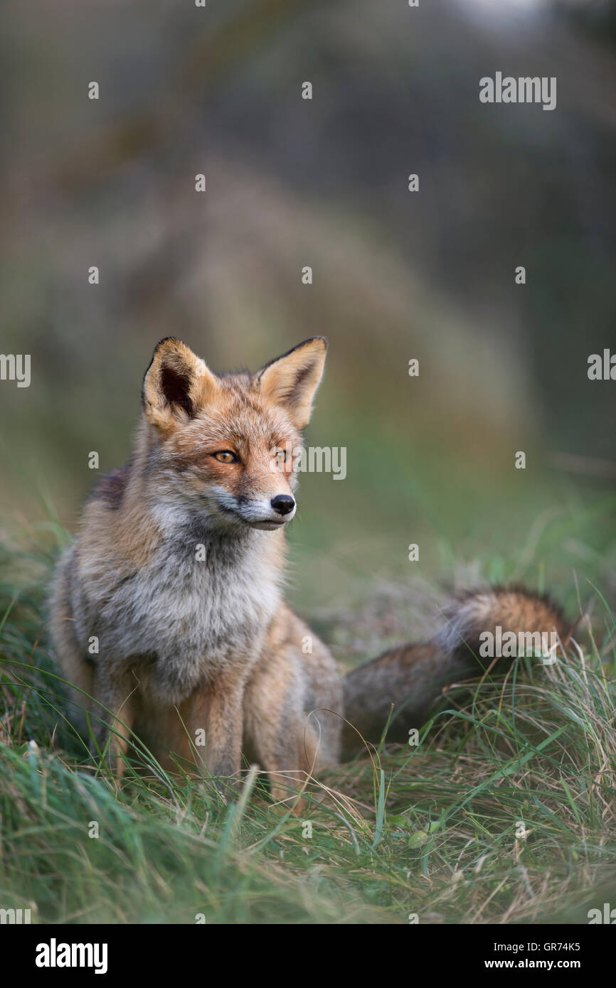 Red Fox / Rotfuchs ( Vulpes vulpes ), in pelliccia invernale, seduta ai margini di una foresta in erba alta, concentrata su sth. Nel lontano, la fauna selvatica, l'Europa. Foto Stock