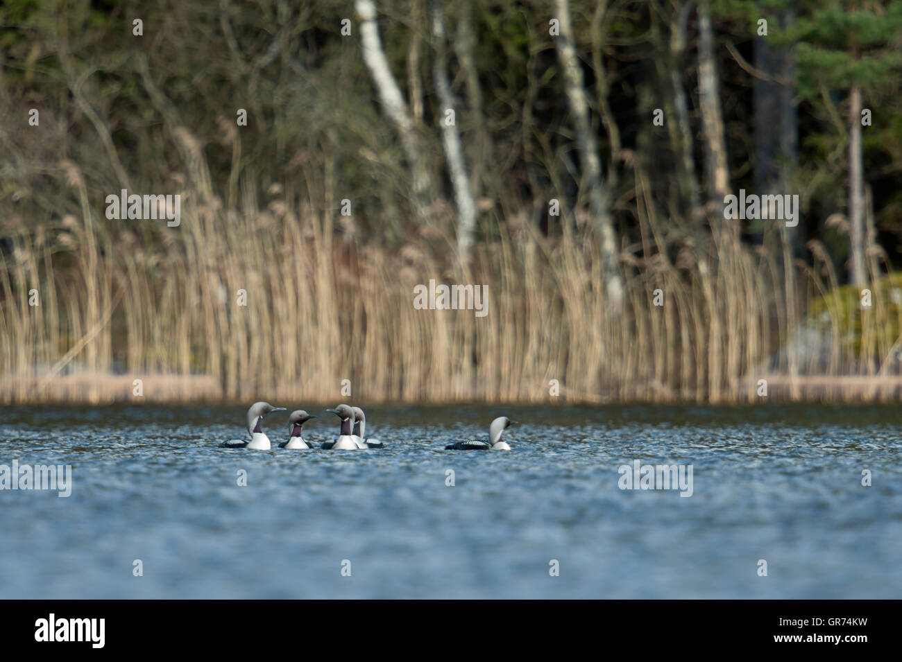 Nero-throated Loon / Artico Loon / Prachttaucher ( Gavia arctica ), piccolo gruppo, vestito di allevamento, corteggiare insieme, sulle sponde di un lago. Foto Stock