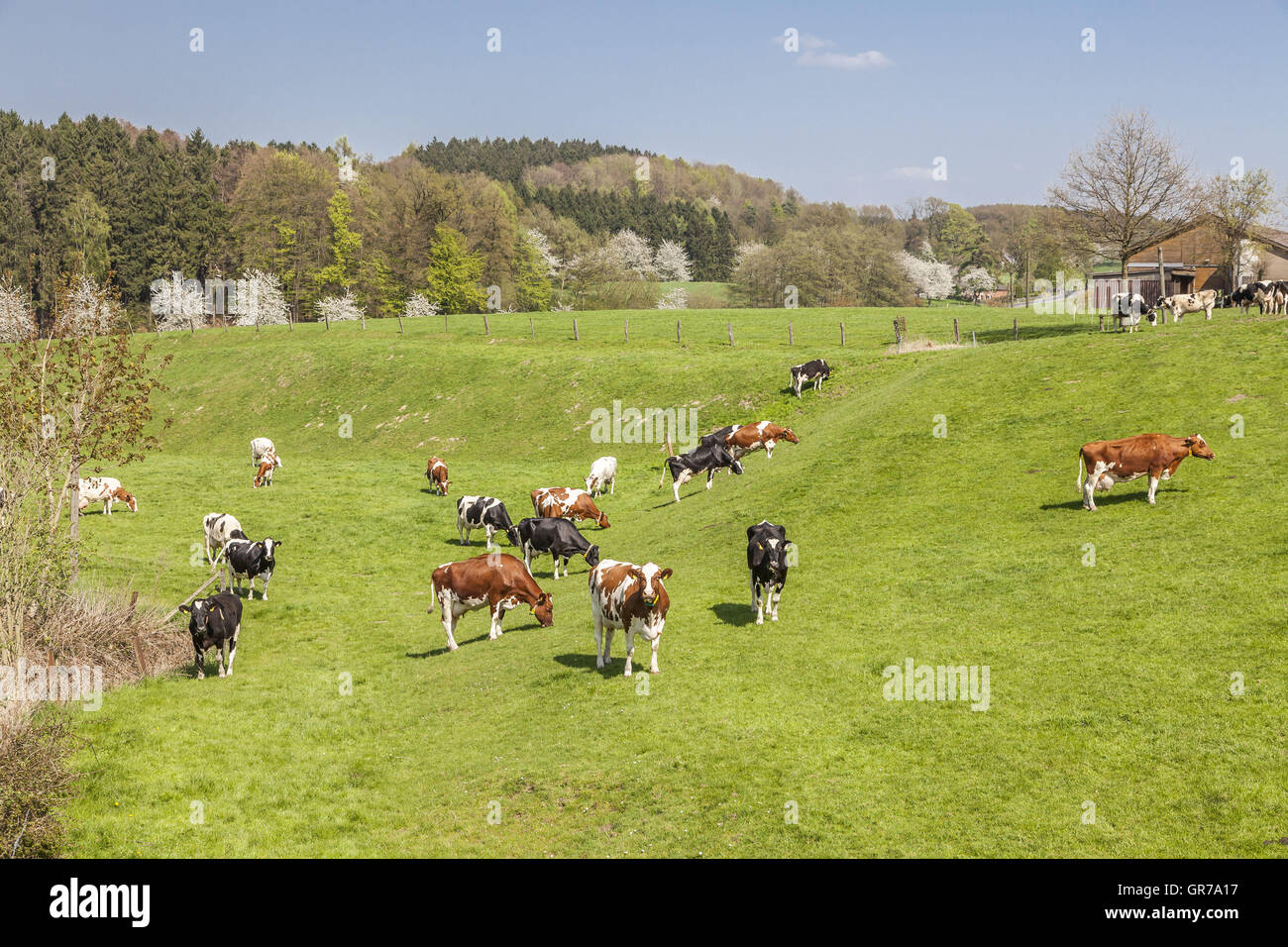 Mucche al pascolo in primavera, Holperdorp, Tecklenburger Land, Nord Reno-Westfalia, Germania Foto Stock