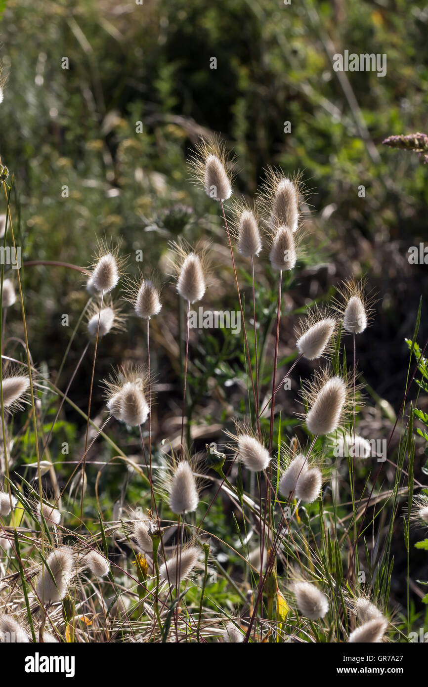 Lagurus Ovatus, Harestail erba, Bunnytail Foto Stock