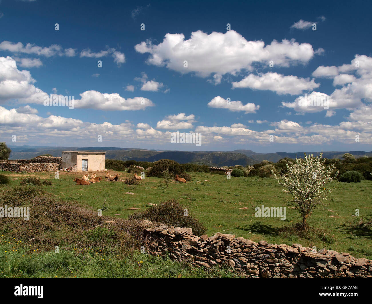 Le vacche nel sud-est della Sardegna nei pressi di Armungia, Italia, Europa Foto Stock