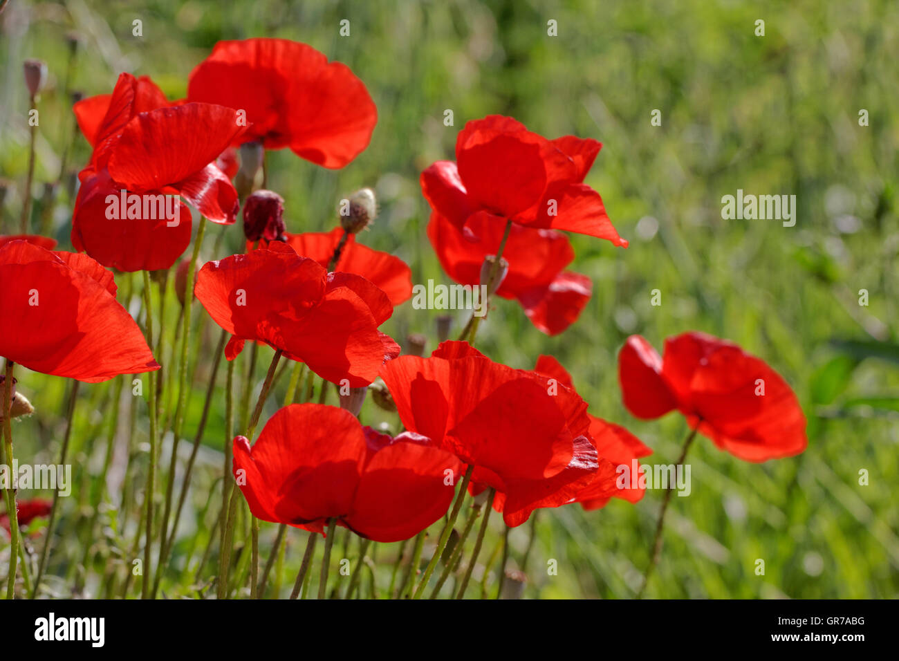 Il mais al papavero Papaver rhoeas , Corn Rose, campo papavero, Fiandre papavero, papavero rosso, rosso infestante Foto Stock
