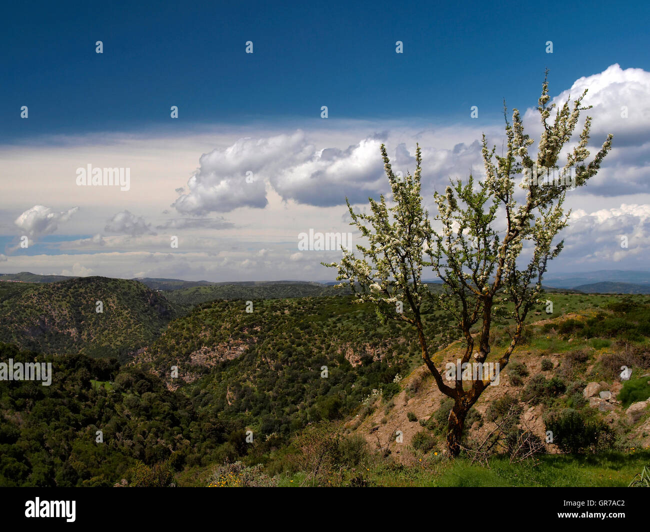 Il paesaggio nei pressi di Armungia con alberi di fioritura in primavera. Nel sud-est della Sardegna con Foto Stock