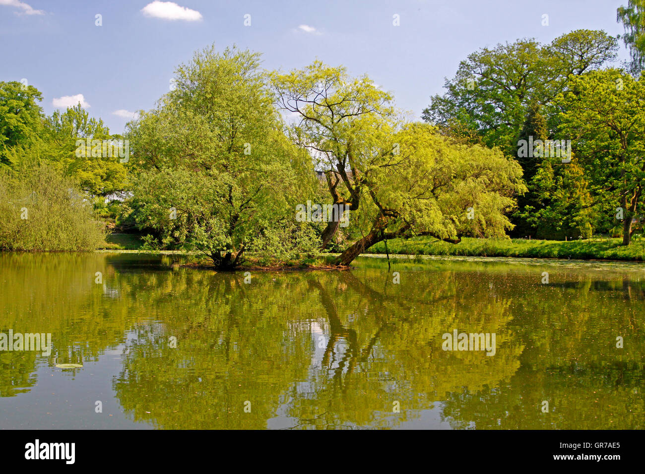 Paesaggio di stagno con salici in primavera, Renania settentrionale-Vestfalia, Germania, Europa Foto Stock