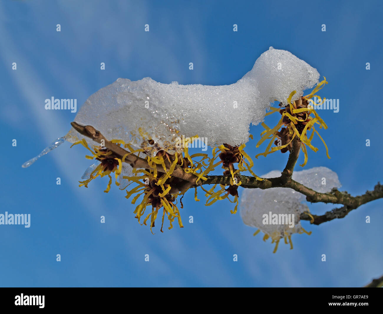 Witch-Hazel in inverno Foto Stock