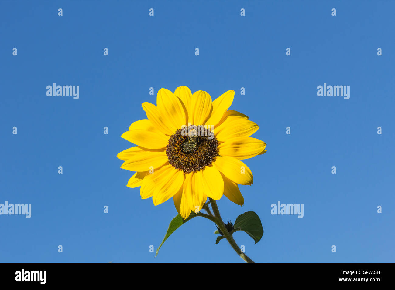 Girasole Helianthus annuus In Bassa Sassonia, Germania, Europa Foto Stock