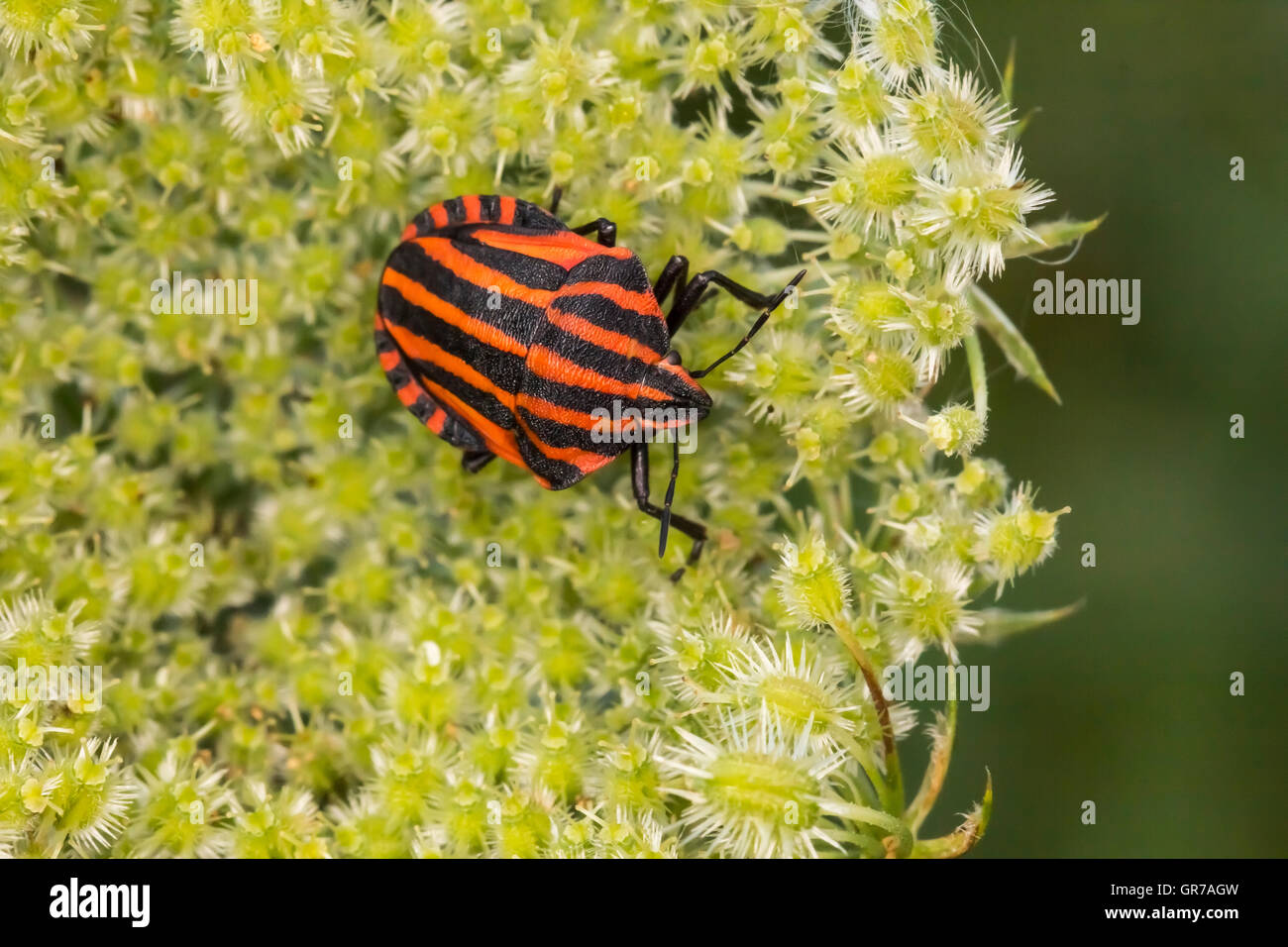 Graphosoma Lineatum, bug di protezione della Bassa Sassonia, Germania, Europa Foto Stock
