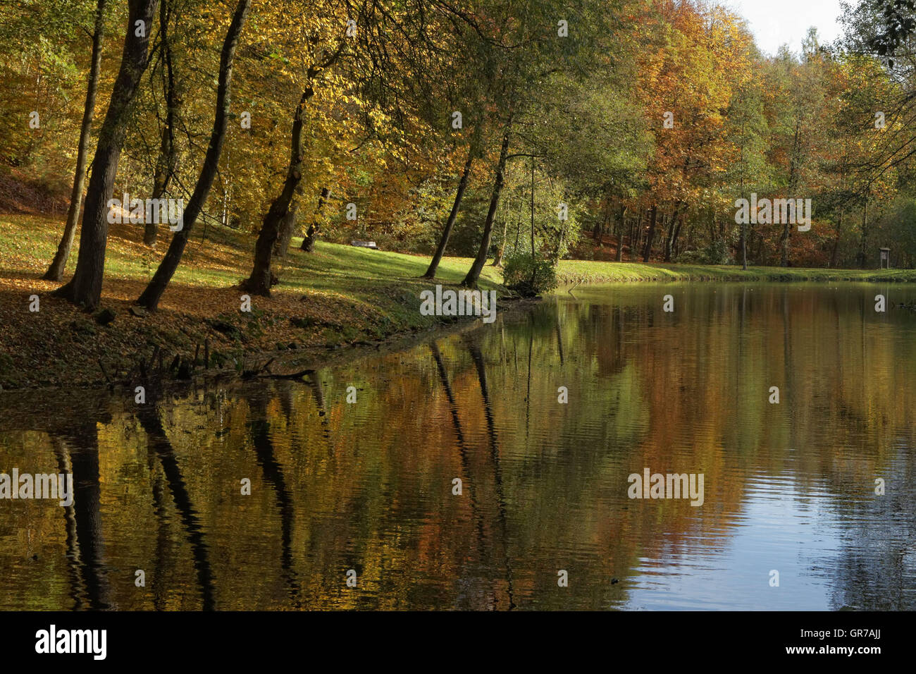 Paesaggio di stagno in autunno, Bad Iburg, Osnabrueck paese, Bassa Sassonia, Germania Foto Stock