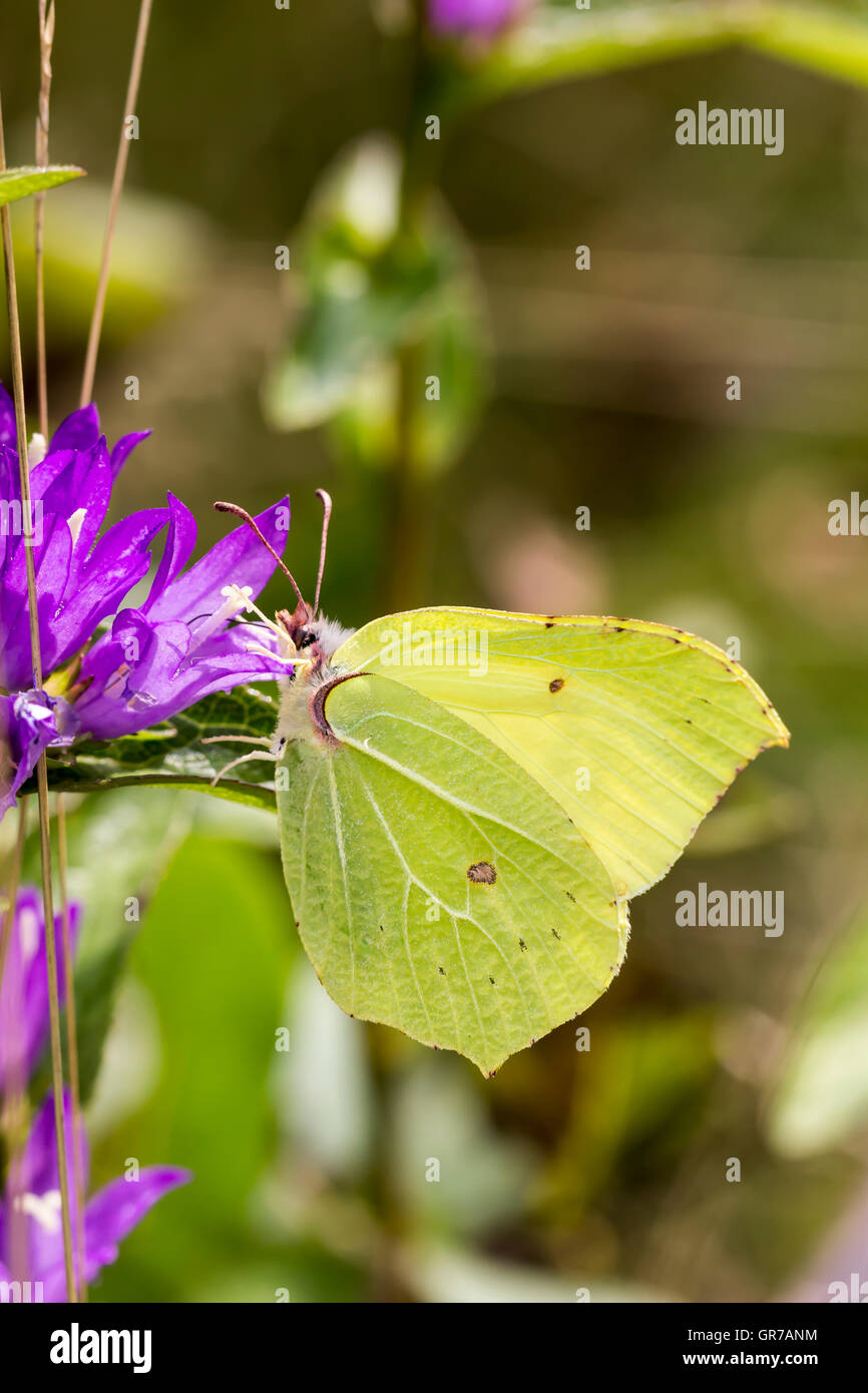 Gonepteryx Rhamni, Comune di Brimstone, Brimstone su Clustered Campanula Campanula Glometera , Dane S sangue, Germania, Europa Foto Stock