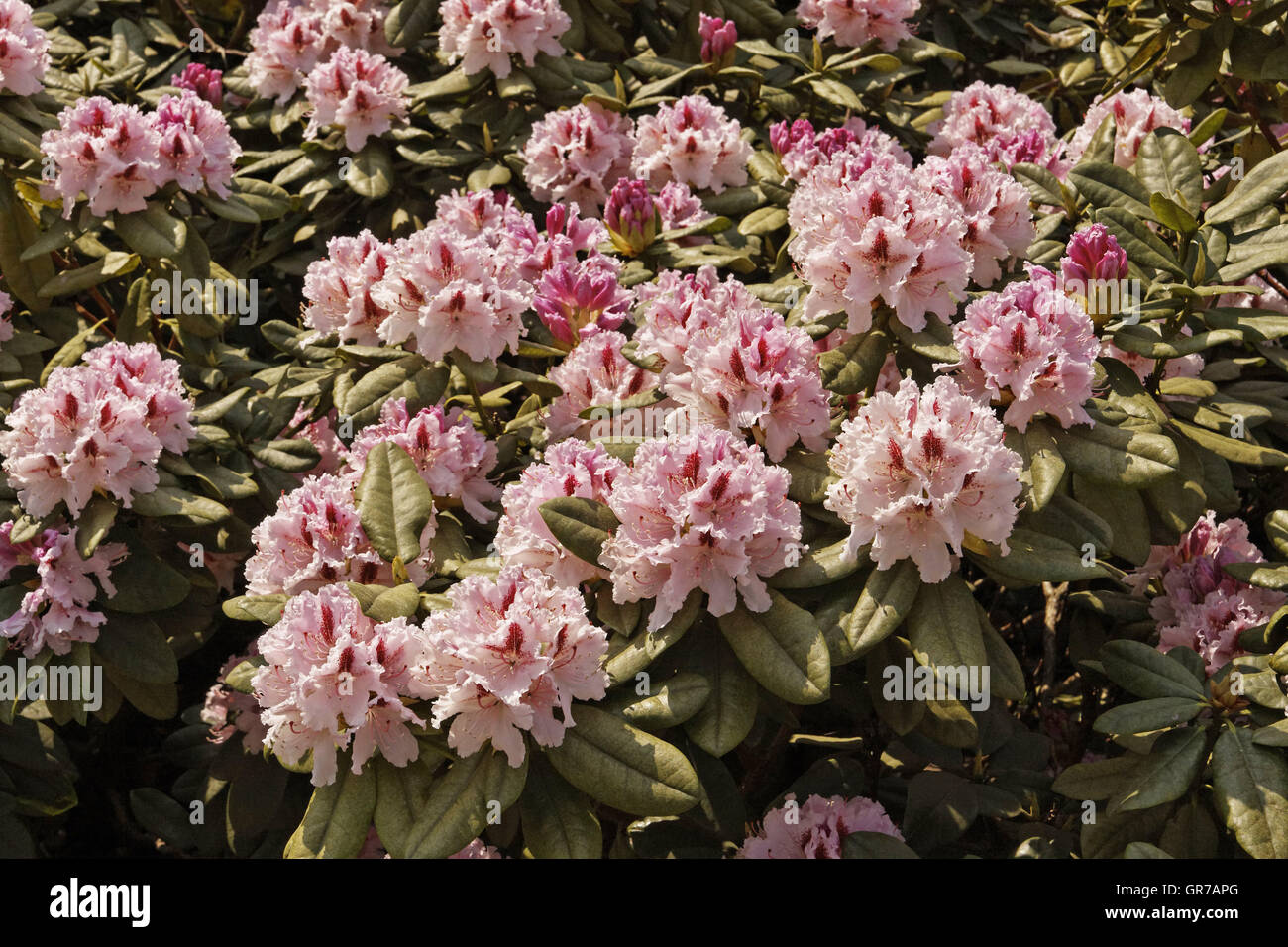 Rhododenron fiorisce in primavera, Germania Foto Stock