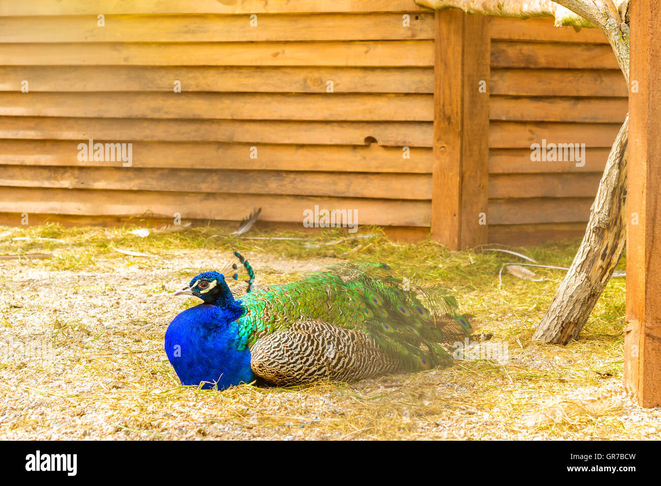 Peafowl pascolano in una gabbia di allevamento di polli. Fattoria di uccelli a Santa Elisabetta donna monastero, Slavske district, Kaliningrad, Russia Foto Stock