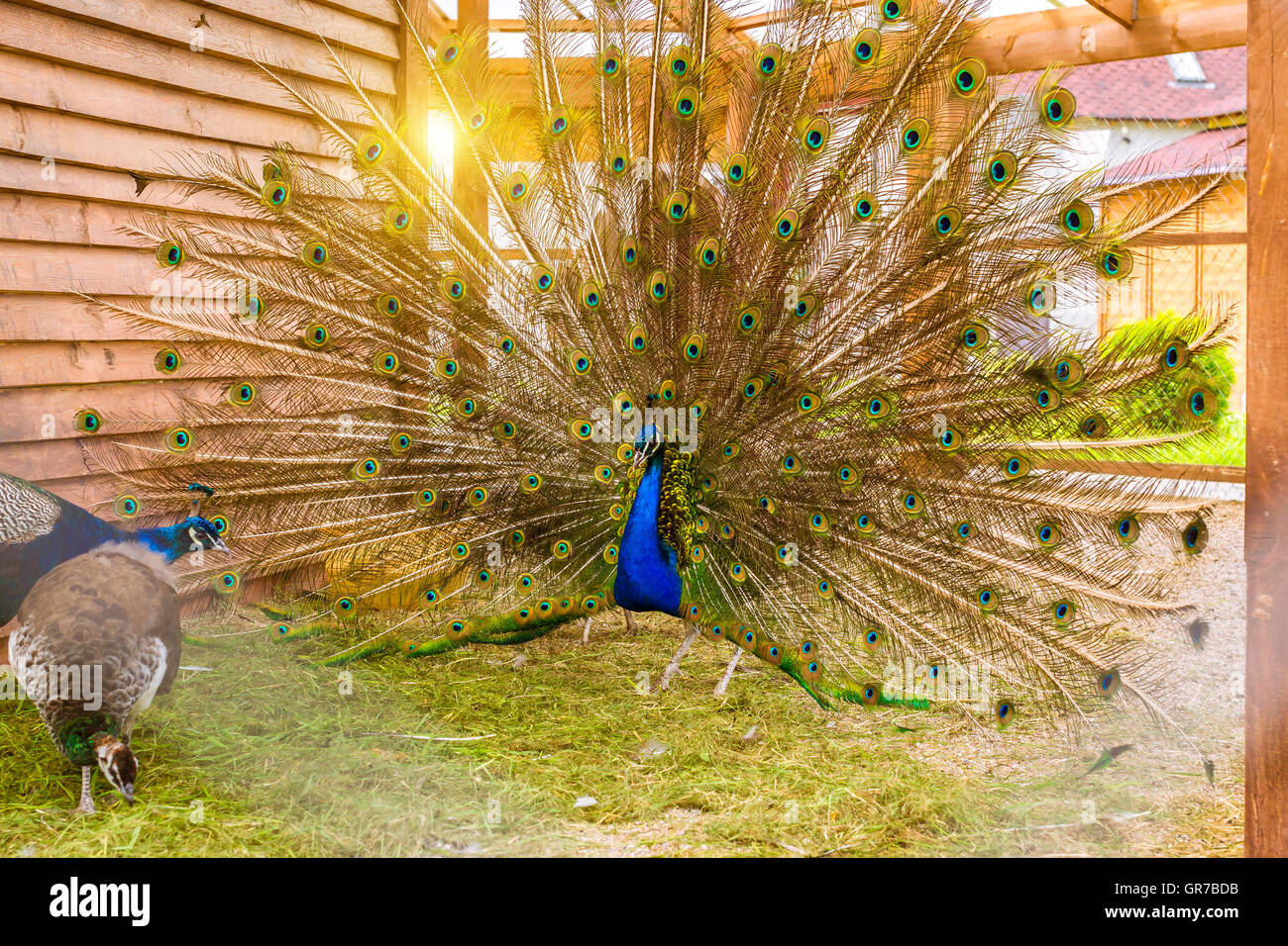 Peacock arruffare un enorme coda brillante nella danza di accoppiamento nella parte anteriore delle femmine in una gabbia nella fattoria di pollame. Fattoria di uccelli al monastero Foto Stock