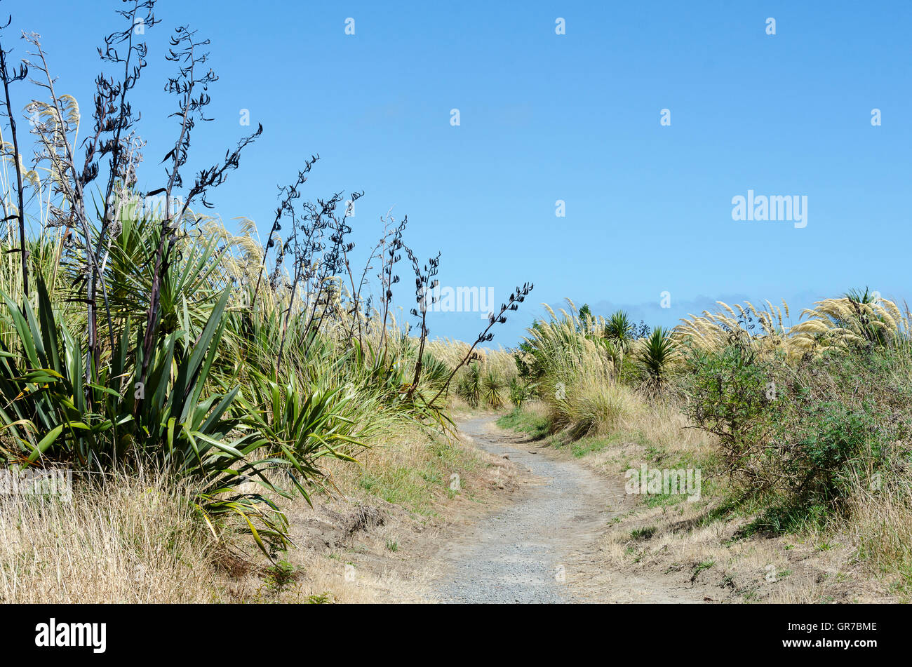 Percorso attraverso le dune di sabbia con lino e toitoi, Waikanae, Wellington, Isola del nord, Nuova Zelanda Foto Stock